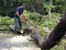 Best Tree and Shrub Care  in Pine Ridge, SD