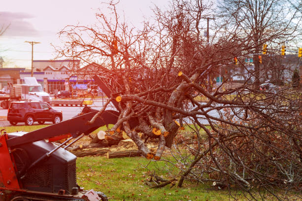 How Our Tree Care Process Works  in  Pine Ridge, SD