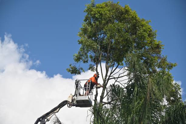 Best Hedge Trimming  in Pine Ridge, SD