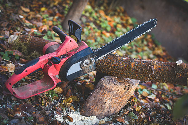 Best Tree Maintenance Programs  in Pine Ridge, SD